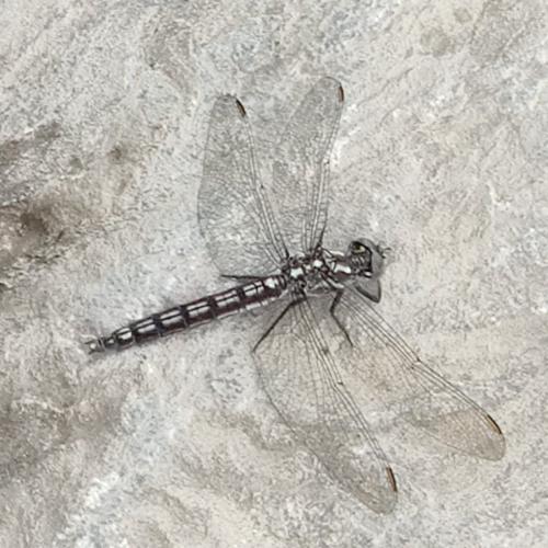 Réf. 304 622 : Orthetrum brunneum